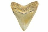 Serrated, Juvenile Megalodon Tooth - North Carolina #340969-1